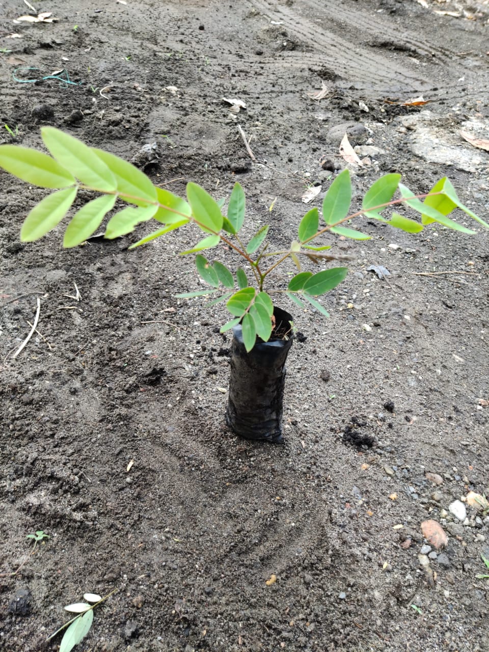 Acacia Amarilla - Senna siamea - Imagen 2