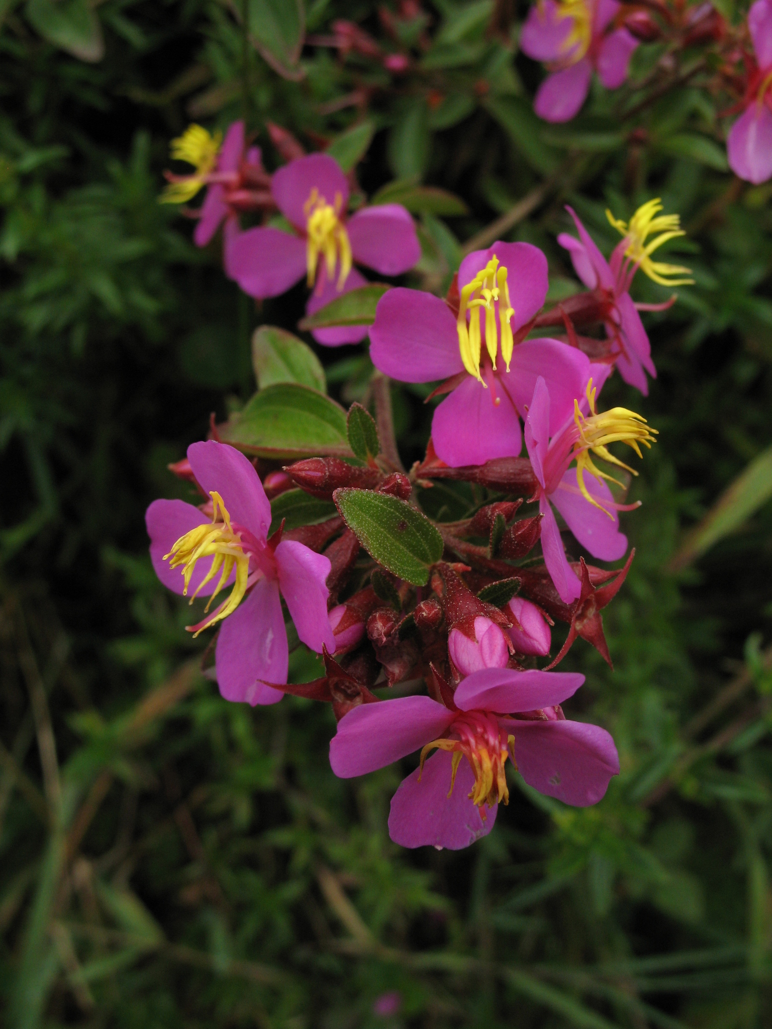 Angelito - Monochaetum myrtoideum