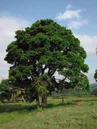 Caracolí - Anacardium excelsum