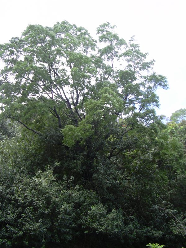Cedro Rosado - Cedrela Odorata