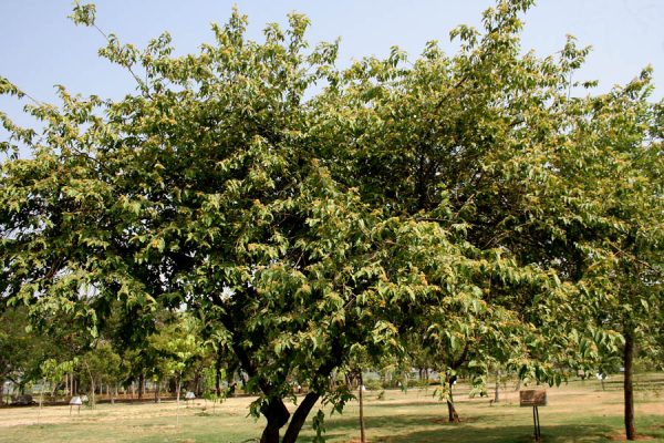 Guácimo Guazuma ulmifolia