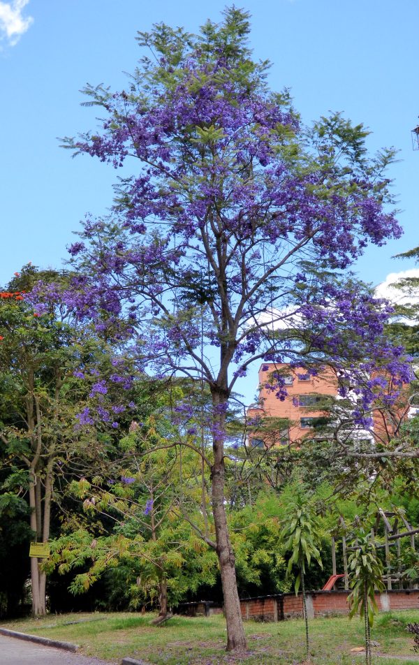Gualanday - Jacaranda Caucana